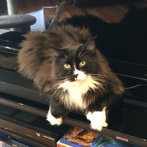 Meet your Posher, Monica